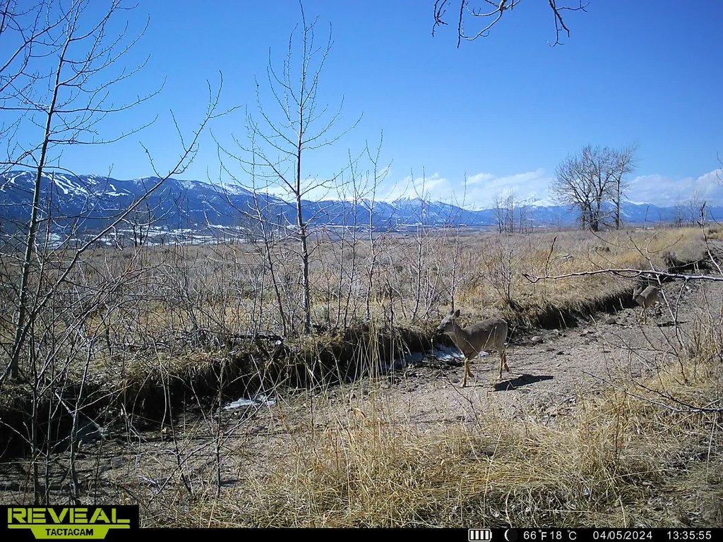 Mule deer crossing the canal with the Beartooths behind. April 2024 captured on a trail camera at East Bench Overlook near Red Lodge, Montana