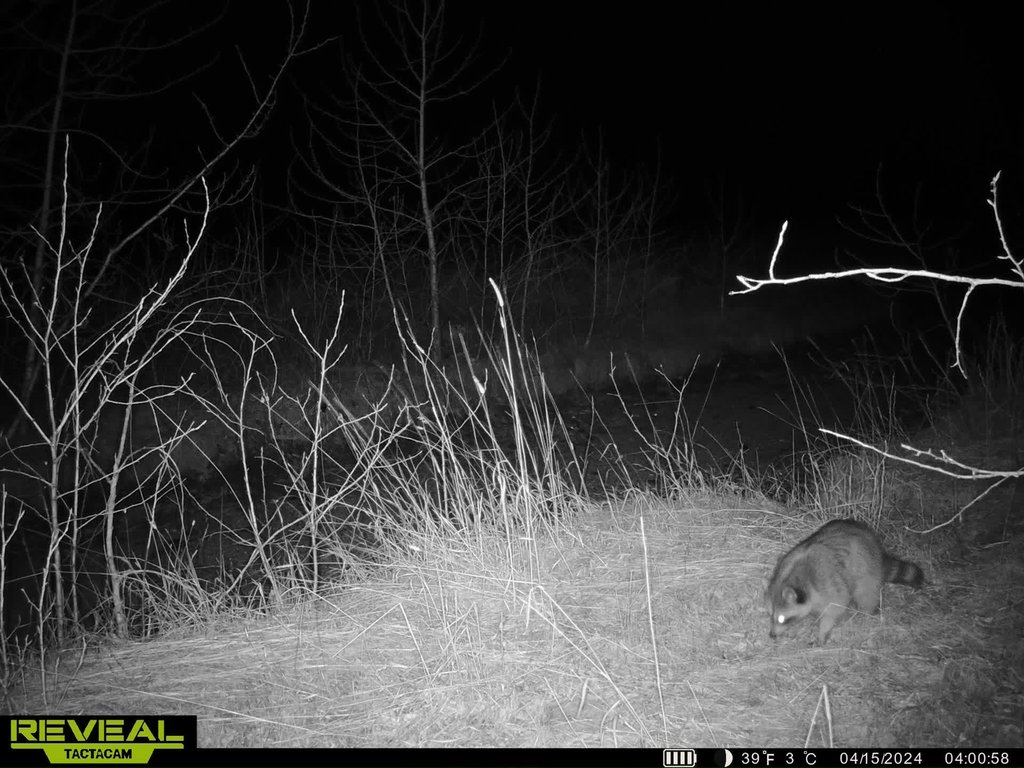 Raccoon on the bench after dark. April 2024 captured on a trail camera at East Bench Overlook near Red Lodge, Montana