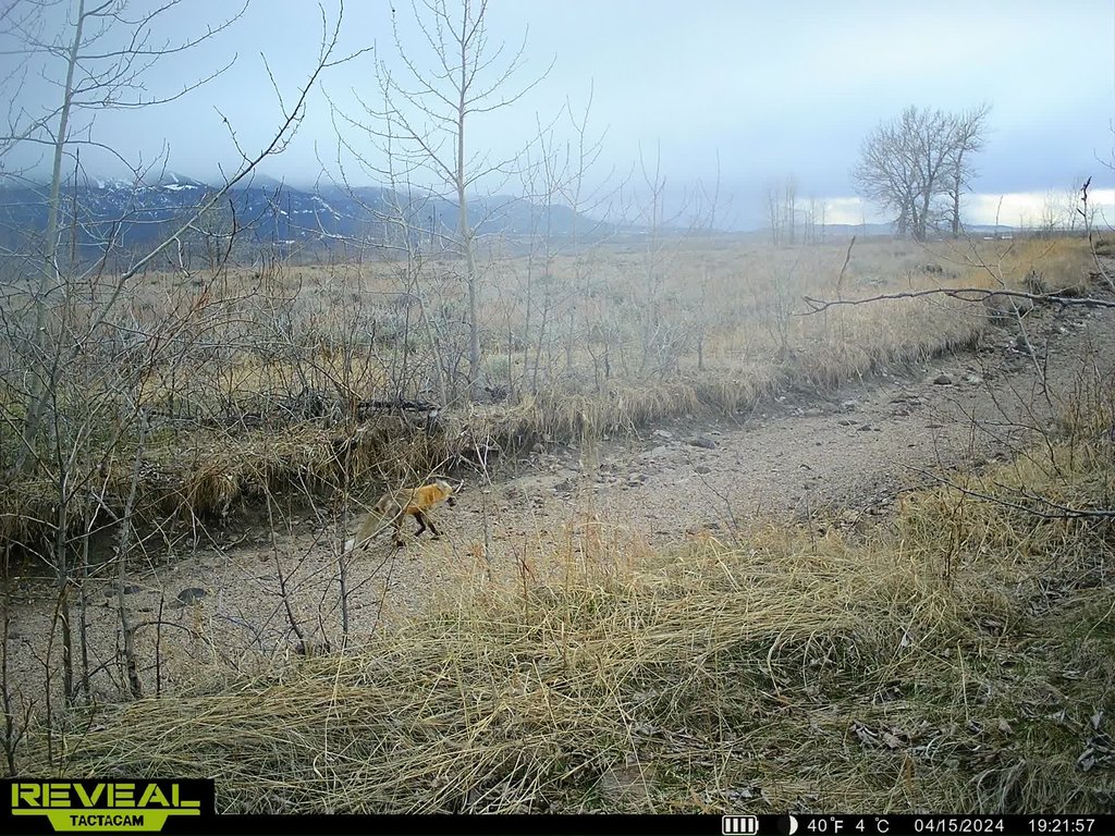 Red fox along the canal. April 2024 captured on a trail camera at East Bench Overlook near Red Lodge, Montana