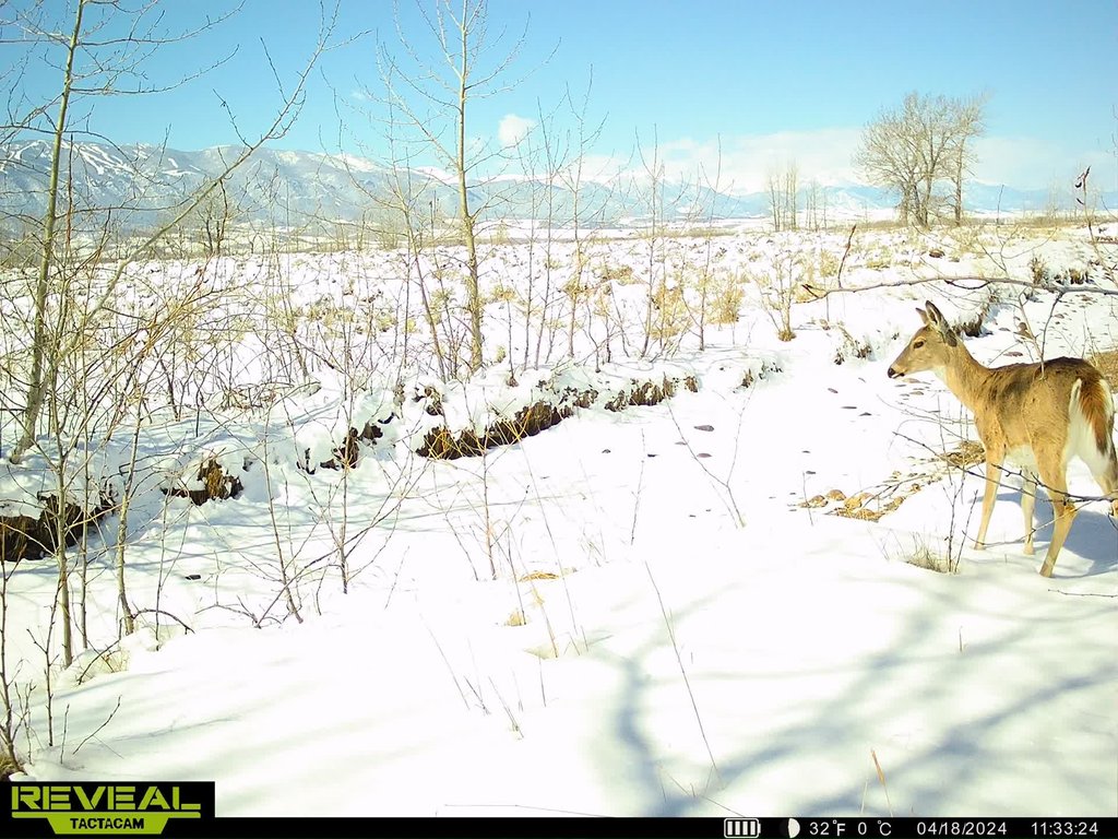 Whitetail in fresh snow with the Beartooth Front behind. April 2024 captured on a trail camera at East Bench Overlook near Red Lodge, Montana