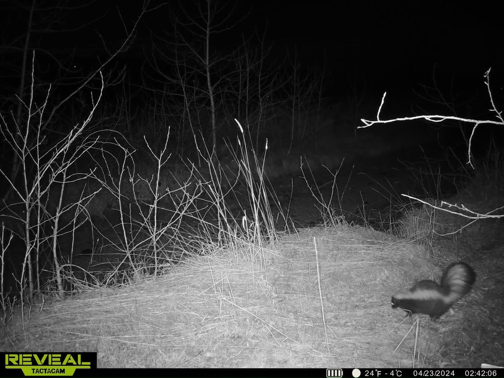 Striped skunk on a cold night. April 2024 captured on a trail camera at East Bench Overlook near Red Lodge, Montana