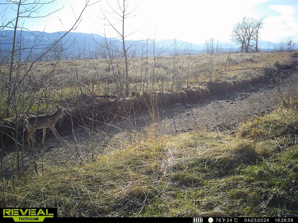 Deer gathered along the canal at dusk. April 2024 captured on a trail camera at East Bench Overlook near Red Lodge, Montana