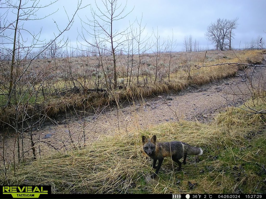 Cross-phase red fox near the canal. April 2024 captured on a trail camera at East Bench Overlook near Red Lodge, Montana