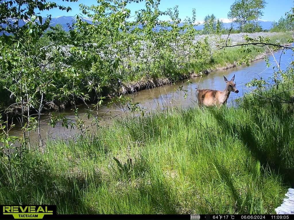 Whitetail doe standing in the canal. June 2024 captured on a trail camera at East Bench Overlook near Red Lodge, Montana