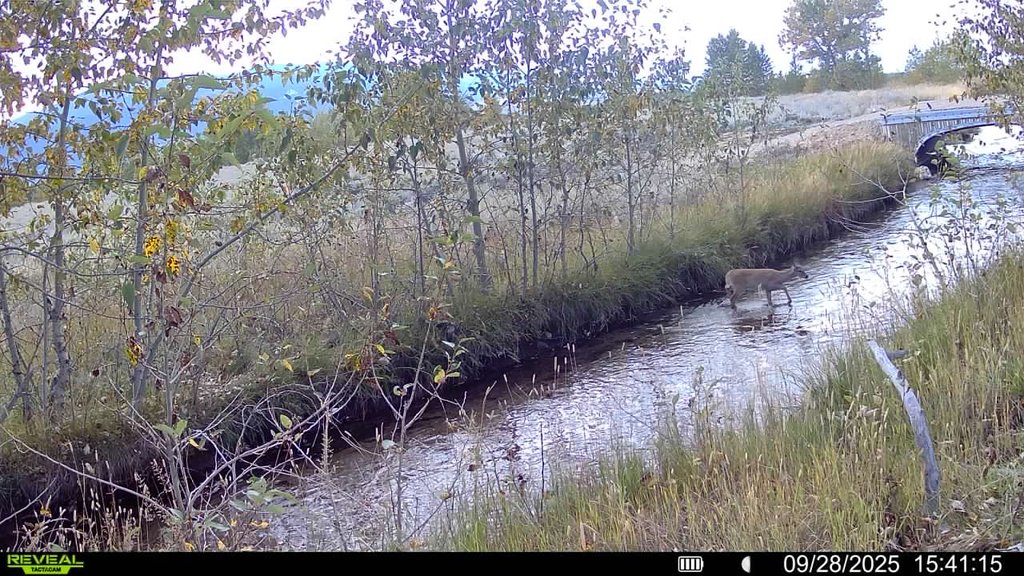 Deer at the canal in fall foliage. September 2025 captured on a trail camera at East Bench Overlook near Red Lodge, Montana