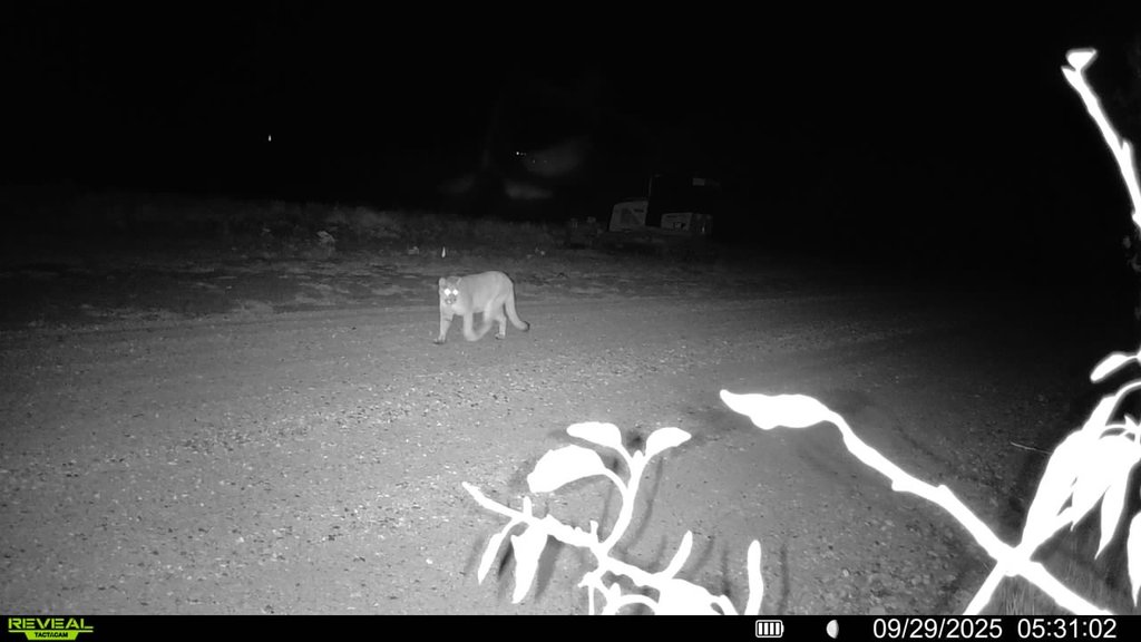 Mountain lion on the road before dawn. September 2025 captured on a trail camera at East Bench Overlook near Red Lodge, Montana
