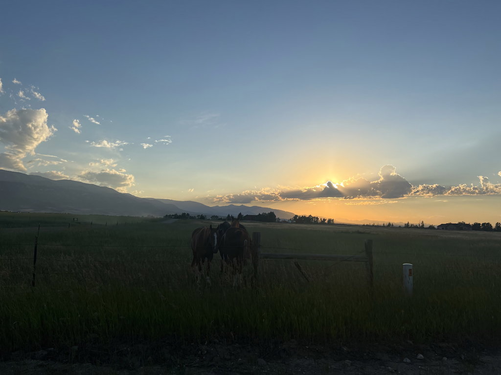 Horses grazing in pasture at sunset on the east bench near Red Lodge, Montana
