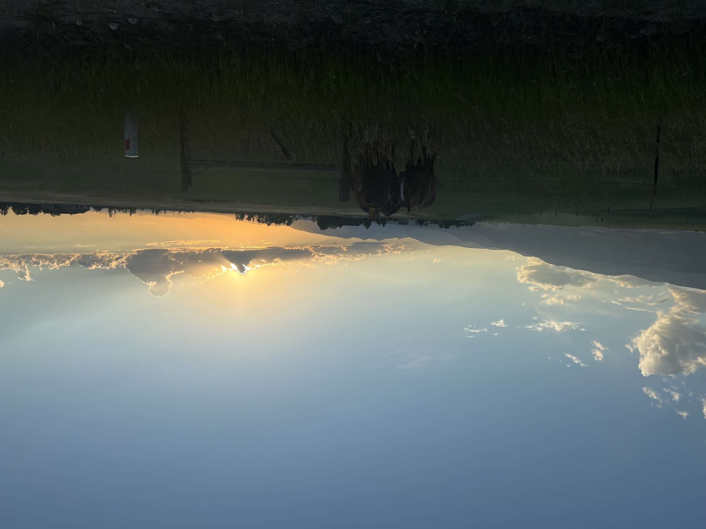 Horses grazing in pasture at sunset on the east bench near Red Lodge, Montana